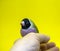 Gouldian Finch series. Green, with a black head and purple breasts, female. Perched on my hand. Portrait on a yellow background.