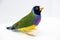 Gouldian Finch series. Green, with a black head and purple breasts, male. Close portrait.