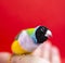 Gouldian Finch series. Green, with a black head and white breasts, female. Close-up portrait on a red background.