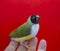 Gouldian Finch series. Green, with a black head and white breasts, female. Perched on my hand. Portrait on a red background.