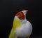 Gouldian Finch series. Yellow, with a red-head and white breasts, male. In front of a mirror. Closeup.