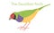 The gouldian finch is standing. Australian bird in a simple style. Flat vector illustration