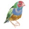 The Gouldian finch. Watercolor hand painted drawing of bird