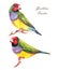 Gouldian finches