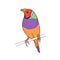 Gouldian rainbow finch. Australian amadine, tropical bird with colorful plumage. Exotic Chloebia gouldiae with