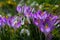 a goup of beautiful dark violet crocus blossoms