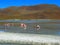 Goup of flamingos in the beautiful lagoon - Laguna colorada- Uyuni, Bolivia