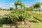 Gourd, Calabash gourd, Flowered gourd, White flowered gourd