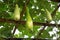 gourd, Calabash gourd, Flowered gourd, White flowered gourd, fruit and trees in the garden