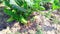 Gourd creeper fruits