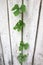 Gourd on gray wood wall. vine green nature background