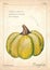 Gourd, pumpkin vector illustration. Green isolated gourd, pumpkin vector illustration for menu, print. Isolated