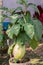 Gourds fruits Cucurbitaceae flowering plant. It belongs to family like Cucurbita and Lagenaria like pumpkins, cucumbers, squash