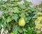 Gourds fruits Cucurbitaceae flowering plant. It belongs to family like Cucurbita and Lagenaria like pumpkins, cucumbers, squash