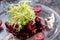 gourmet beet and blue cheese salad close-up with arugula and cherry tomatoes on glass dish