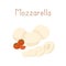 Gourmet Italian Mozzarella cheese with cherry tomatoes. Whole Mozarella balls and its cut pieces. Colored flat vector