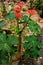 Gout Plant or Guatemalan Rhubarb Jatropha podagrica