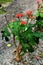 Gout Plant or Guatemalan Rhubarb Jatropha podagrica