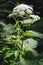 Goutweed (Aegopodium podagraria) flower