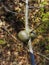 Gouty Wasp Gall on Oak Sapling