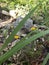 Government Canyon Small Yellow Wildflowers, San Antonio Texas