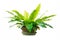 Governor fern (Asplenium nidus) or Bird's nest fern plant in big ceramic pot on white background