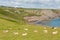 The Gower coast South Wales with sheep on the hillside at Fall Bay near to Rhossili beach