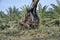 Grabber excavator lifting cut tree trunk pieces onto the lorry to be transported