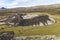 Grabrok volcano crater landscape view, ring road, Iceland