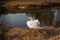 Grace elegant white swan spread its wings near the pound lake water. Beautiful photo scene in yellow brown orange sunset
