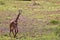 Grace in Motion: Giraffe Galloping Across the Kenyan Tsavo East Savannah