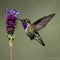 Grace in Motion The Hummingbird\\\'s Dance with a Purple Blossom