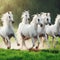 Grace in Motion: Witness the Majestic Elegance of Running White Horses