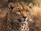 Grace and Power: Majestic Cheetah Portraits for Wildlife Enthusiasts