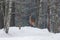 Graceful Adult Female Red Deer On A Snow Hill. European Wildlife Landscape With Deer Cervus Elaphus . Portrait Of Lonely Deer