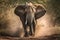 Graceful African Elephants