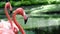 Graceful American flamingos standing still