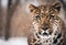 Graceful Amur leopard running in snowy terrain