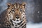 Graceful Amur leopard running in snowy terrain