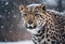 Graceful Amur leopard running in snowy terrain