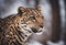 Graceful Amur leopard running in snowy terrain