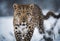 Graceful Amur leopard running in snowy terrain