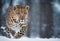 Graceful Amur leopard running in snowy terrain