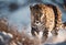 Graceful Amur leopard running in snowy terrain