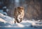 Graceful Amur leopard running in snowy terrain