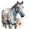 Graceful Appaloosa Horse in Watercolor on White Background for Invitations and Posters.