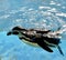 Graceful Aquatic Choreography: The Enchanting Swimming Skills of Humboldt Penguin