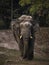 Graceful Asian Elephant Meandering Amidst the Lush Forest