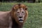 Graceful Asiatic lion in the green field