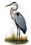 Graceful Avian Beauty: An Illustration of a Heron with Long Beak